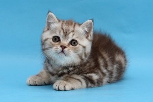 Серебристый мраморный табби окрас британских кошек: фото галерея, стандарт породы, виды окрасов. Серебристые мраморные табби британские кошки, коты, котята. Британцы серебристые мраморные табби (мрамор на серебре).